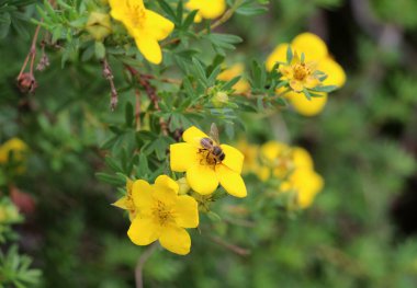 Yazın, süslemeli yaprak döken tarçınyağı (Potentilla fruticosa), gardda yetişir.