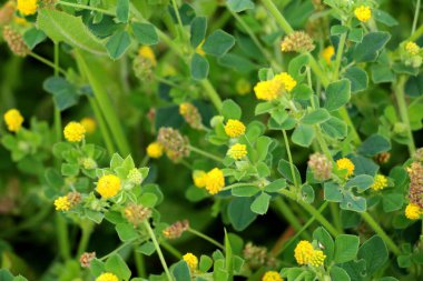 (Medicago lupulina gibi) vahşi çayırlarda yonca yosunları gibi hop gibi)