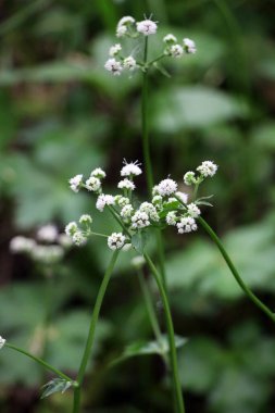 İlkbaharda, Sanicula europaea ormanın vahşi doğasında yetişir.