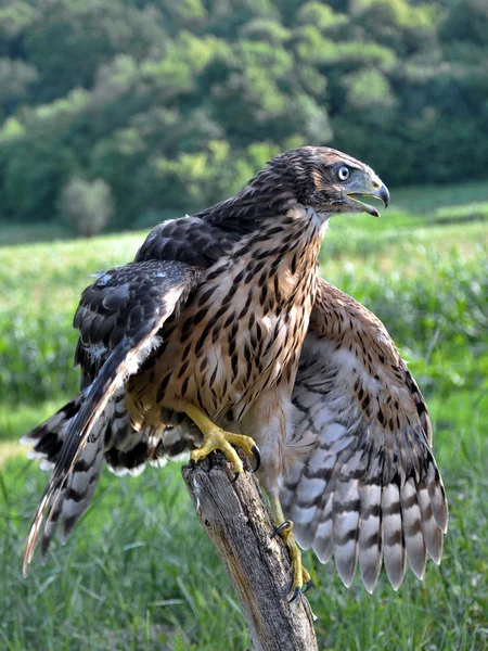 Hawk senta-se em um ramo seco — Fotografia de Stock