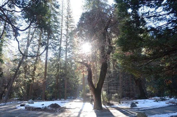 Ανατολή του ηλίου σε Yosemite — Φωτογραφία Αρχείου