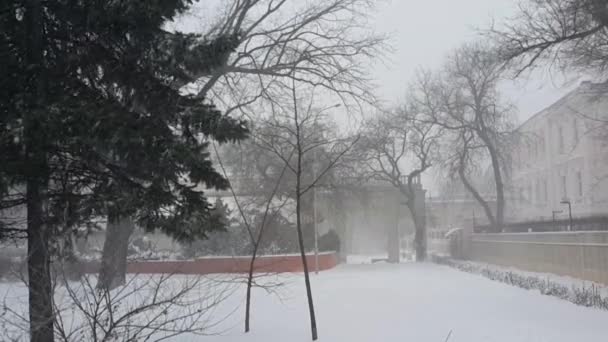 Blizzard Městském Parku Pokrytý Sněhem Smrkové Větve Houpají Větru — Stock video