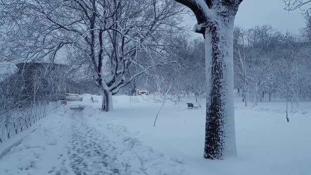 Soirée Hiver Dans Parc Municipal Toute Terre Est Couverte Neige Vidéo De Stock