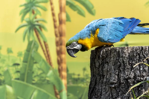 Tropikal arkaplan önünde çok renkli papağan