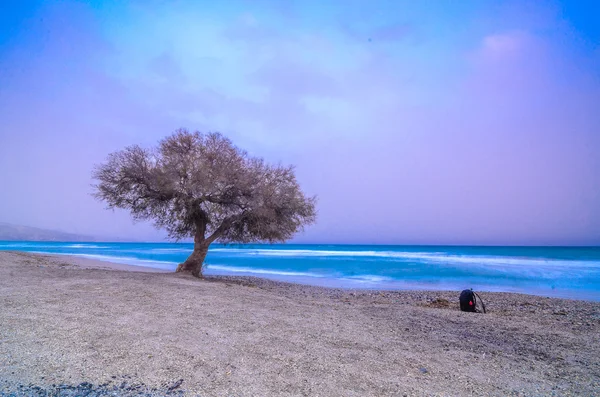 Lonely tree in the beach — Stock Photo, Image