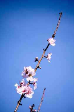 Orchard bulutlu gökyüzü, bahar gökyüzü karşı çiçek açan badem ağaçları.