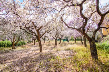 Orchard bulutlu gökyüzü, bahar gökyüzü karşı çiçek açan badem ağaçları.