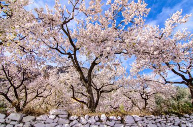 Orchard bulutlu gökyüzü, bahar gökyüzü karşı çiçek açan badem ağaçları.