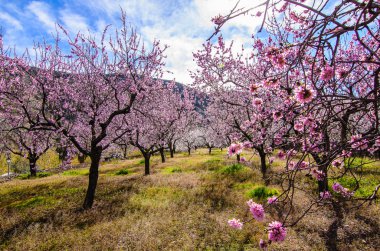 Orchard bulutlu gökyüzü, bahar gökyüzü karşı çiçek açan badem ağaçları.