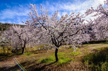 Orchard bulutlu gökyüzü, bahar gökyüzü karşı çiçek açan badem ağaçları.