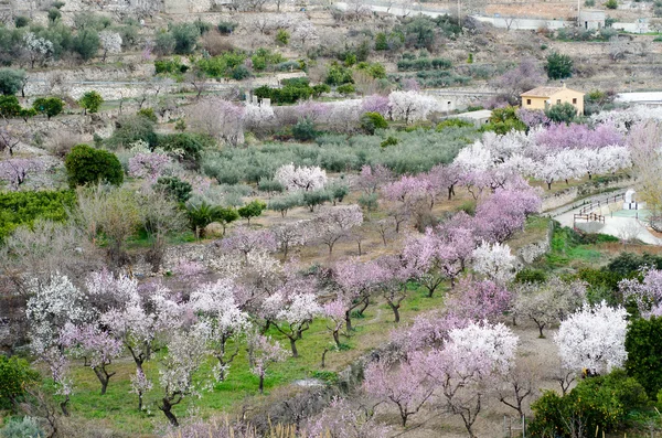 Amandelbomen die bloeien in boomgaard tegen bewolkte hemel, voorjaar hemel. — Stockfoto