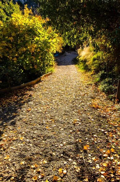 Tree's tunnel to light — Stock Photo, Image