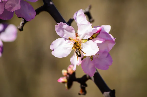 Almond trees blooming in orchard against cloudy sky, Spring sky. — Stock Photo, Image