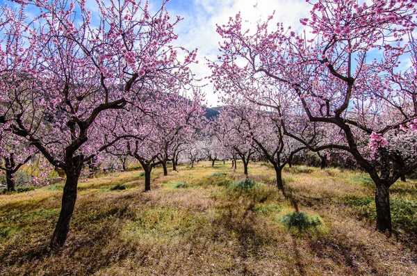 Mandelbäume blühen im Obstgarten vor bewölktem Himmel, Frühlingshimmel. — Stockfoto