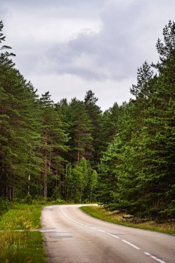 Litvanya 'daki yeşil ormandan geçen yol
