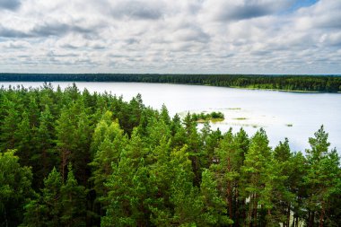 Lush green trees near calm water in Labanoro park