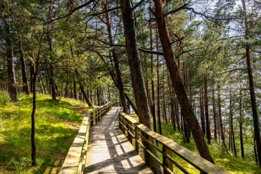 Saulkrasti Letonya yakınlarındaki ağaçların arasından tahta patika.