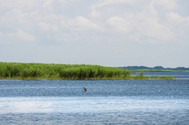 Cape Vente Litvanya yakınlarındaki sakin su manzarası