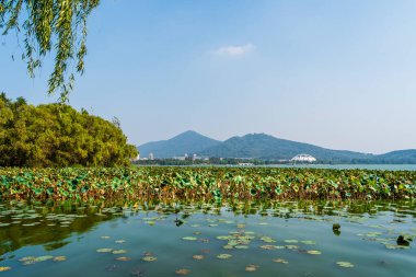 Nanjing Merkezi 'ndeki nilüfer çiçekleri manzaralı.