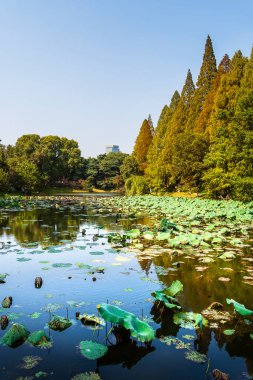 Nanjing 'de ağaçlarla çevrili sakin bir göl.