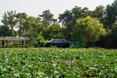 Nanjing 'de geleneksel binanın yakınında nilüfer bitkileri yetişiyor.
