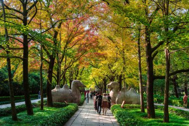 Nanjing mozolesinde renkli ağaçların arasında yürüyen ziyaretçiler