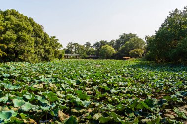 Nilüfer yaprakları Nanjing Merkez Parkı 'nda suyla kaplıdır.