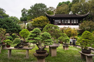 Suzhou 'daki Pagoda yakınlarındaki bahçeye yerleştirilmiş Bonsai ağaçları.
