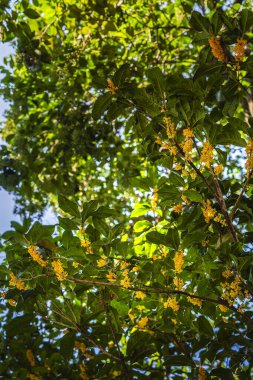 Nanjing 'deki sarı çiçeklerle ağaçlara bakıyorum.