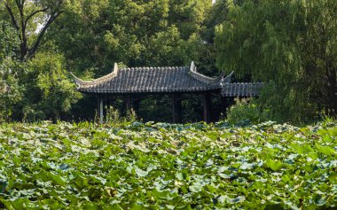 Nanjing 'deki geleneksel pavyonu çevreleyen nilüfer bitkileri