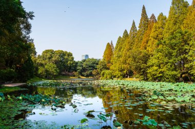 Nanjing 'de ağaçlarla çevrili sakin bir gölet.