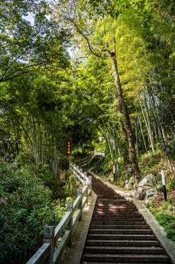 Ahşap merdivenler yemyeşil bambu ormanına çıkıyor.