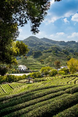 Longjing Çin 'deki yemyeşil çay tarlaları mavi gökyüzünün altında