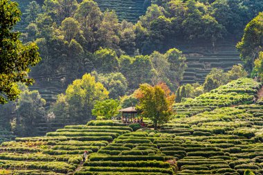 Çin 'in Longjing bölgesindeki yeşillikli çay tarlası.
