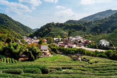 Longjing köyü yeşil çay tarlalarıyla çevrili.