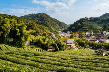 Longjing köyündeki yemyeşil çay tarlaları dağlarla çevrili.