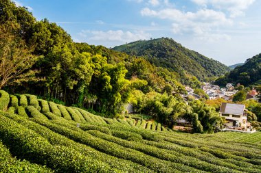 Çin 'in Longjing bölgesinde mavi gökyüzünün altında çay tarlaları ve tepeler.