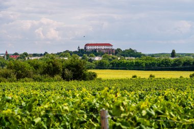 Siklos Macaristan 'daki şatoyu çevreleyen üzüm bağları