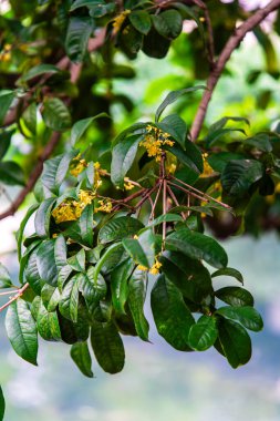 Çin Bahçesi Suzhou 'da yapraklar ve çiçekler.