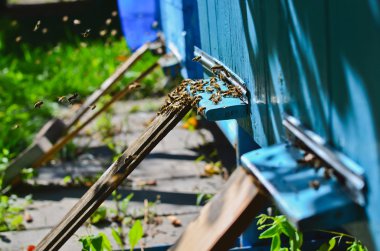 Arıların kovan yanındaki