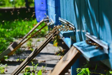 Arıların kovan yanındaki