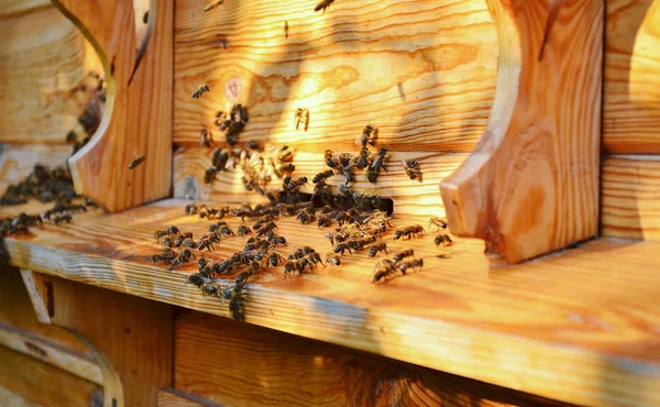 Pszczoły przy ul — Zdjęcie stockowe