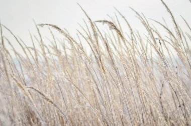 Mevsimlik kuru çimenlerin mevsimlik arka planında kar ve kar var. Güzel, soğuk, güneşli bir gün. 