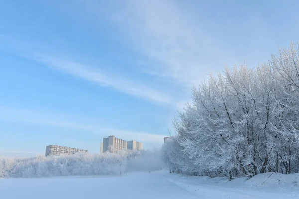 Idylliczna Śnieżna Zimowa Panorama Krajobrazu Drzewami Pokrytymi Mrozem Słoneczny Poranek — Zdjęcie stockowe