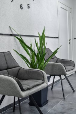 İki gri rahat sandalye ve yeşil yılan fabrikası bekleme salonunda..