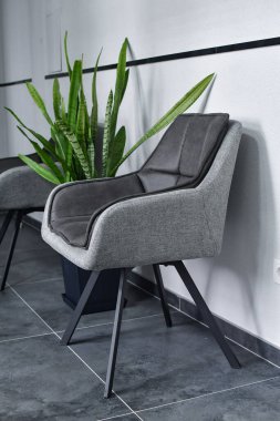 Ofis bekleme salonunda iki gri şezlong ve yeşil yılan bitkisi var. Seçici odak