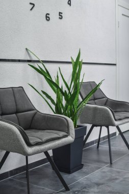 Ofis bekleme salonunda iki gri şezlong ve yeşil yılan bitkisi var. Seçici odak