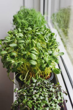 Balkonda taze mikro yeşillikler yetiştiriyorum. Sağlıklı yiyecekler, bahçe işleri. Seçici odak.