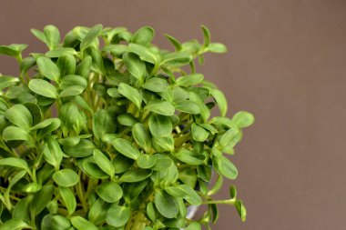 Kahverengi arka planda mikro yeşil lahana filizleri. Sağlıklı gıda konsepti. Boşluğu kopyala.