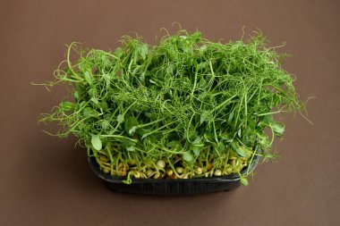 Koyu kahverengi arka planda mikro yeşil bezelye filizleri. Sağlıklı gıda konsepti. Boşluğu kopyala